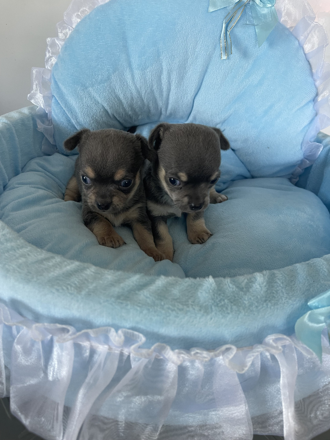 Chiot Chihuahua Des Etoiles De Nice