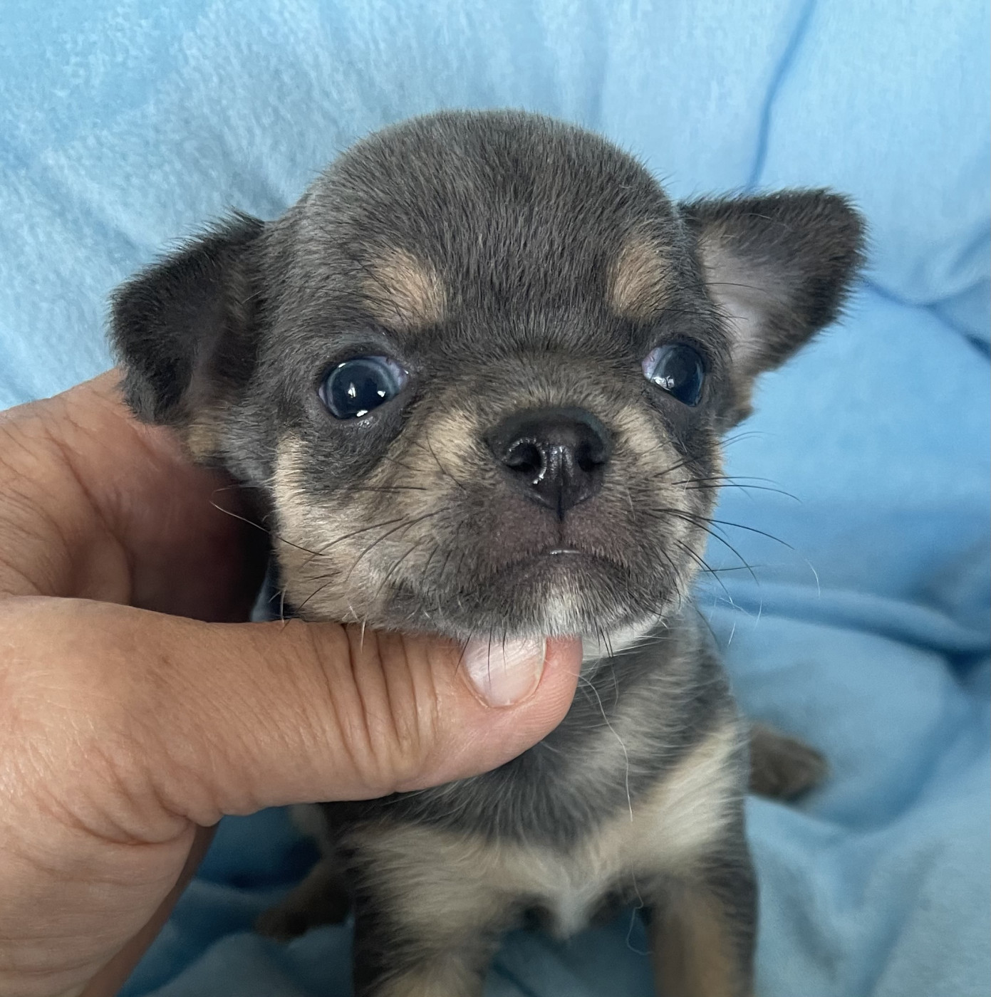 Des Etoiles De Nice - Chiots disponibles - Chihuahua
