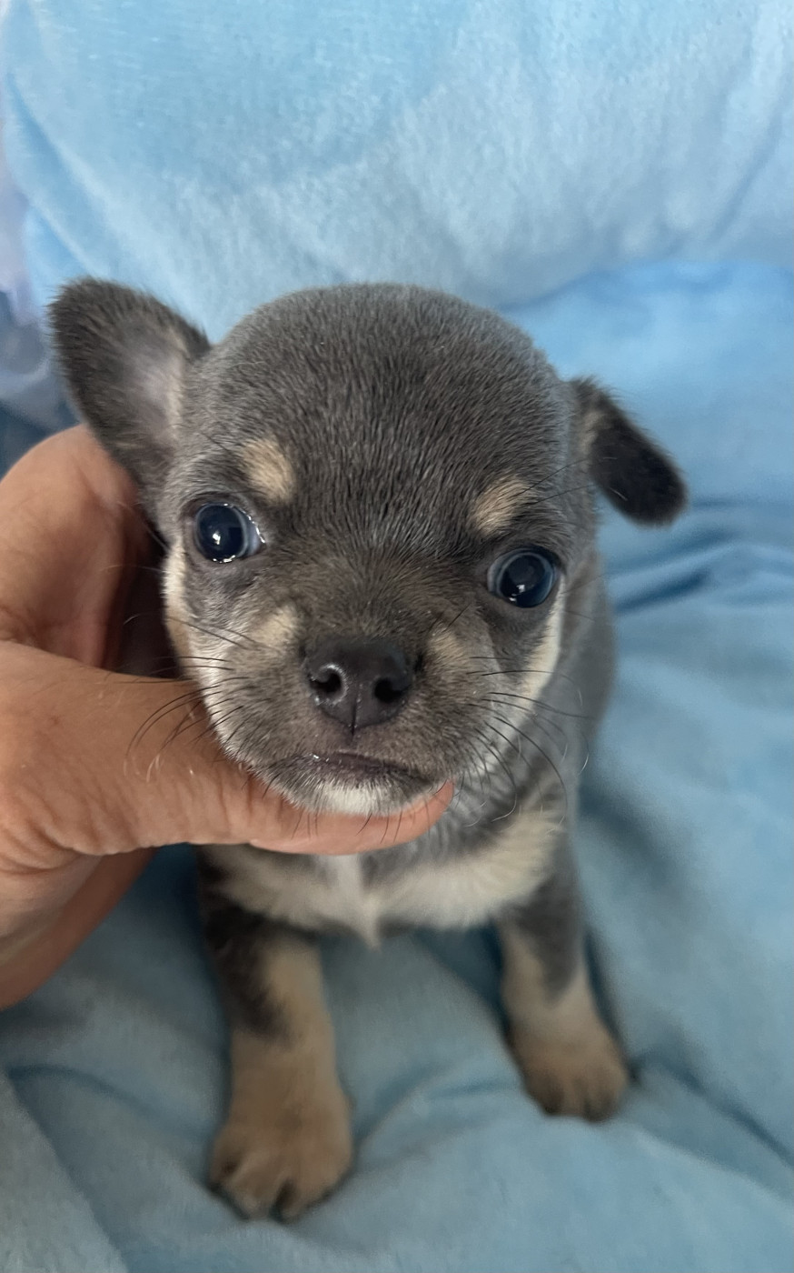 Des Etoiles De Nice - Chiots disponibles - Chihuahua