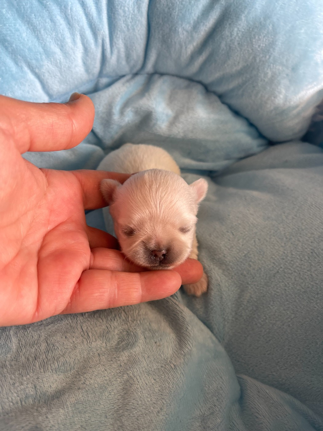 Des Etoiles De Nice - Chiots disponibles - Chihuahua