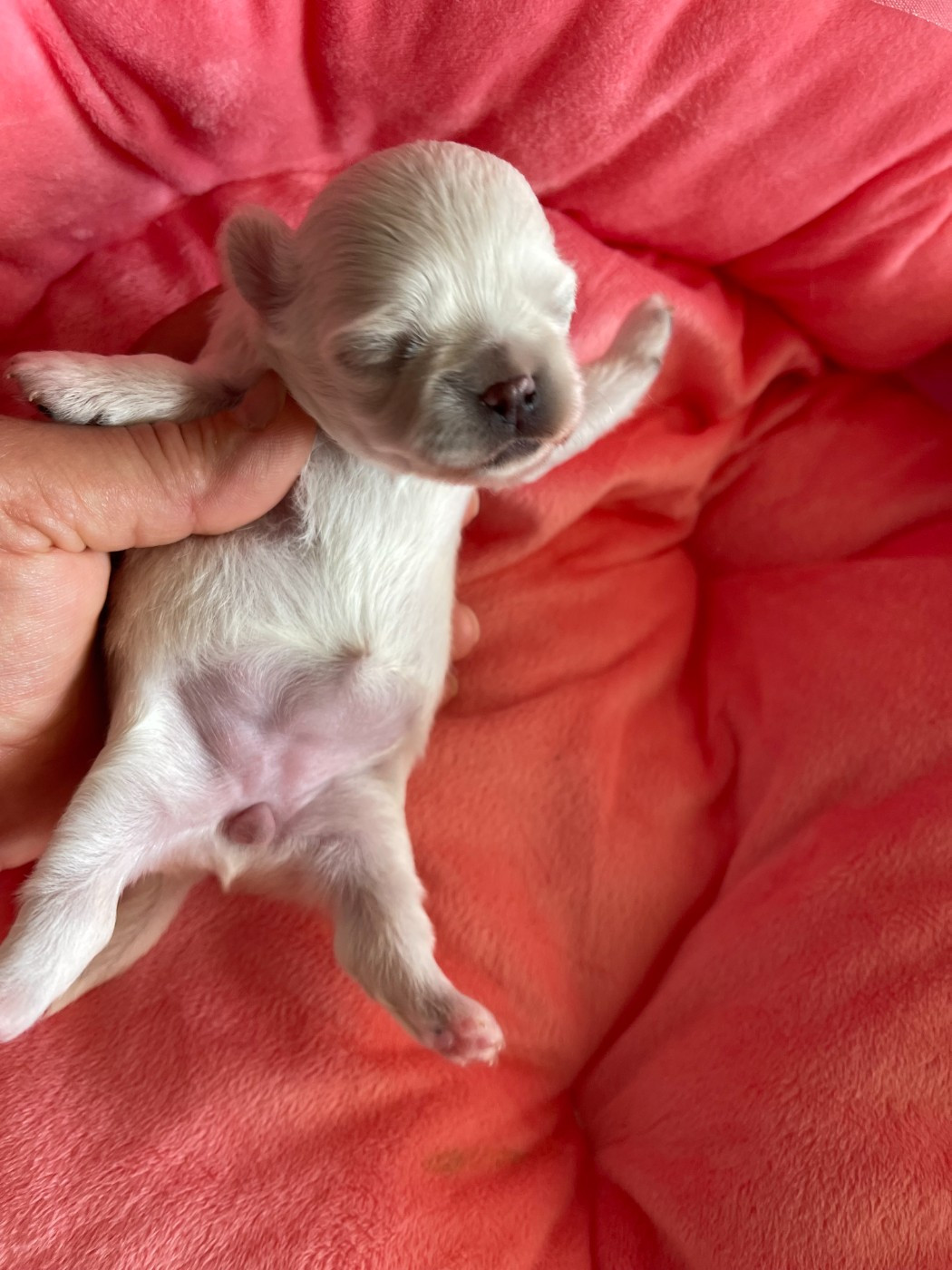 Des Etoiles De Nice - Chiots disponibles - Chihuahua