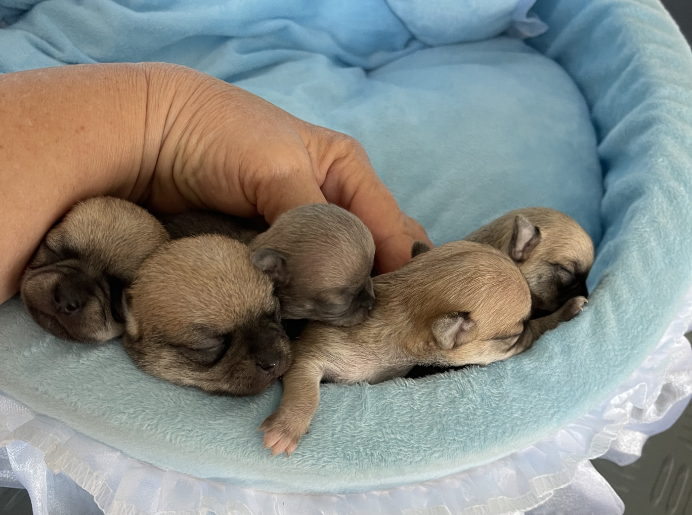 Chiot Chihuahua Des Etoiles De Nice
