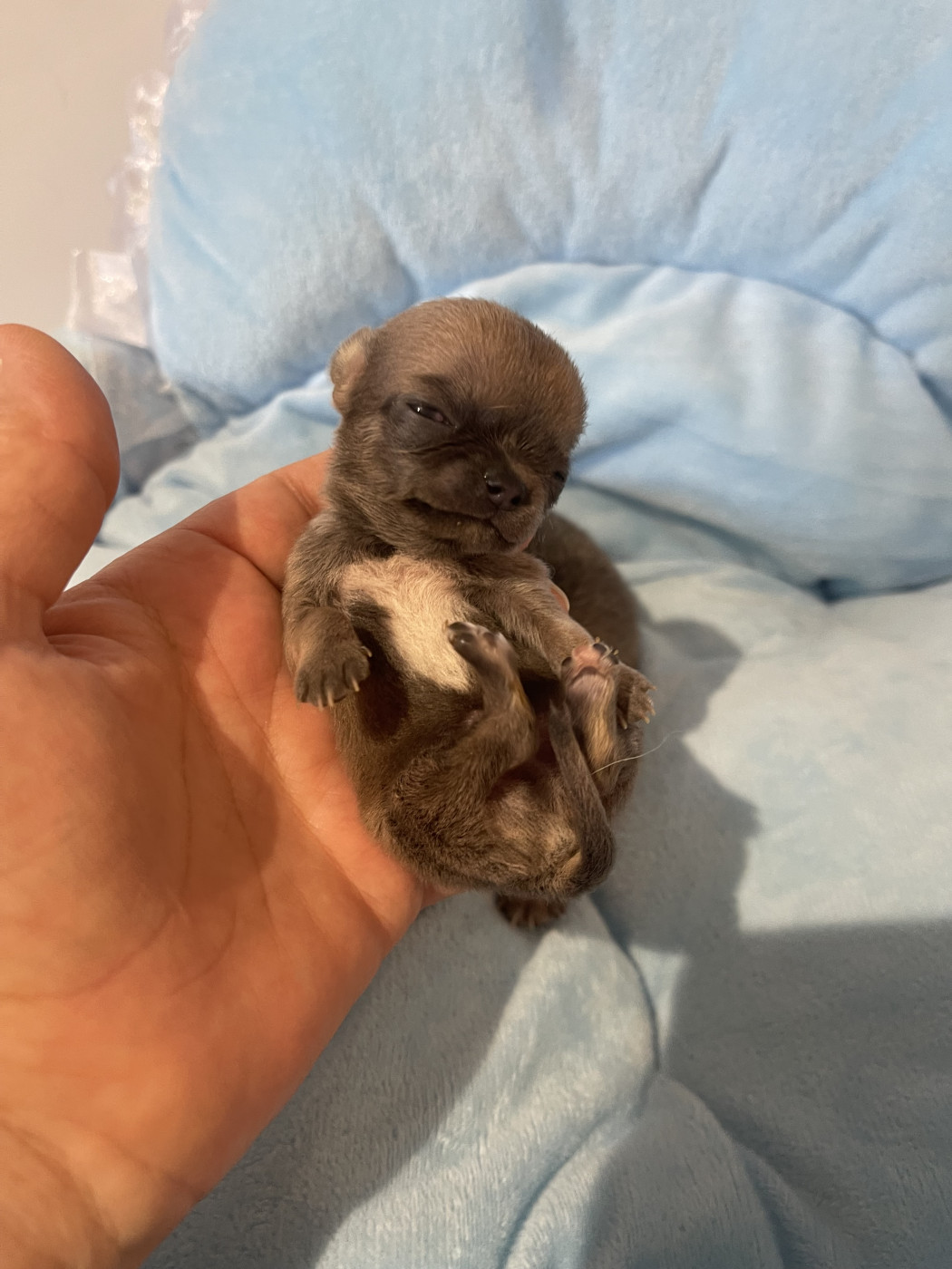 Des Etoiles De Nice - Chiots disponibles - Chihuahua