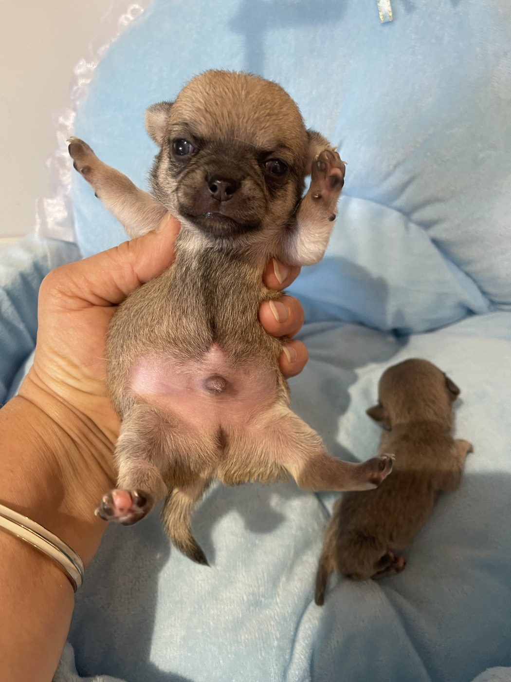 Des Etoiles De Nice - Chiots disponibles - Chihuahua