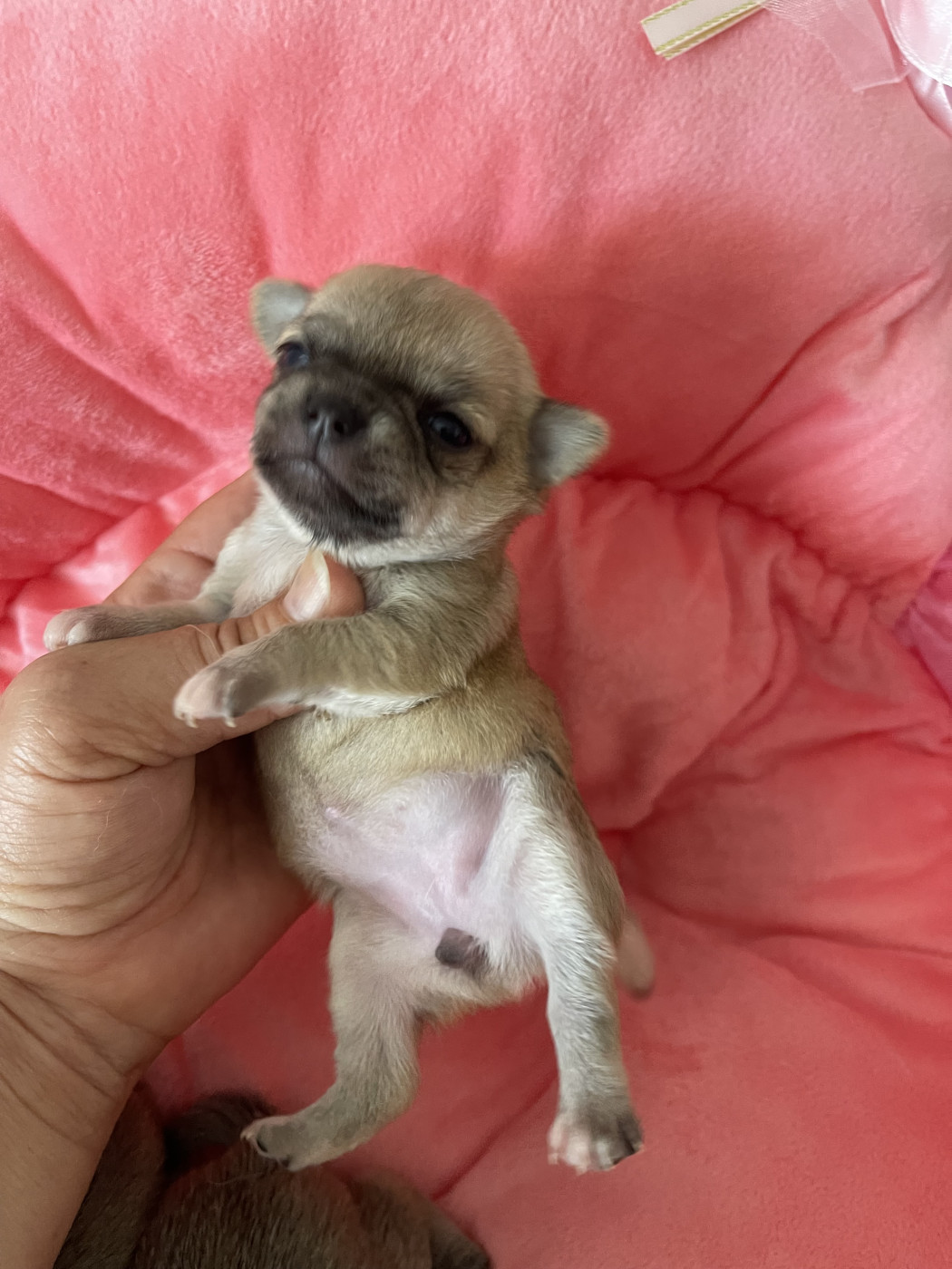 Des Etoiles De Nice - Chiots disponibles - Chihuahua