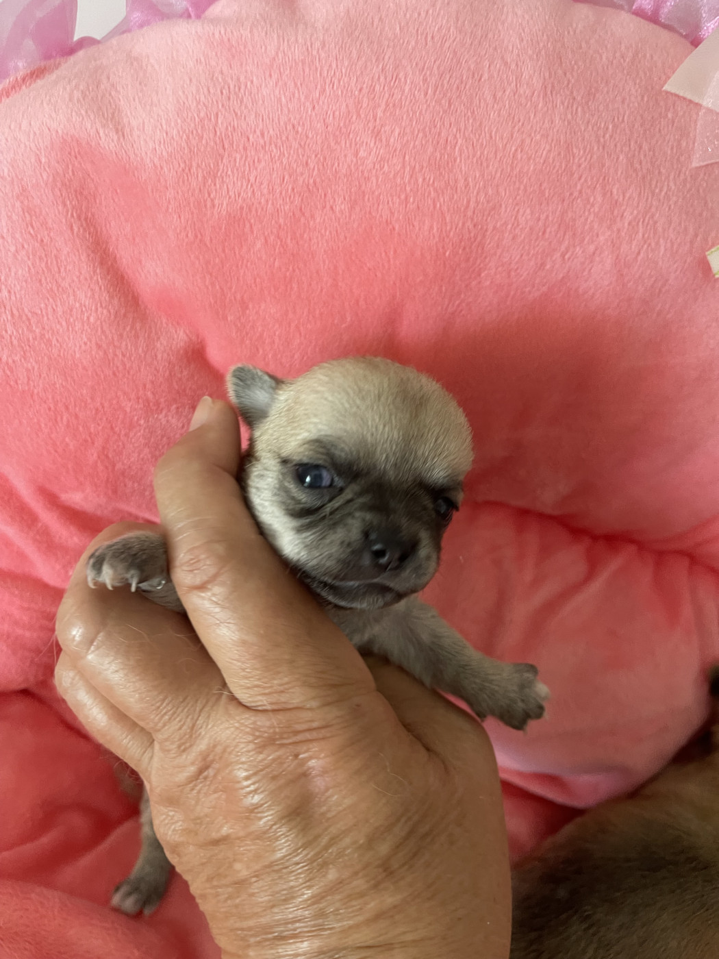 Des Etoiles De Nice - Chiots disponibles - Chihuahua