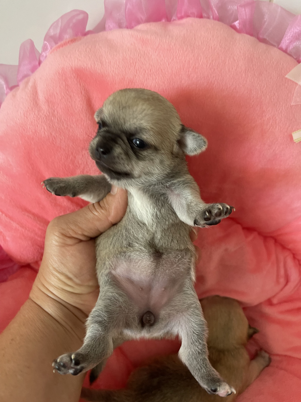 Des Etoiles De Nice - Chiots disponibles - Chihuahua