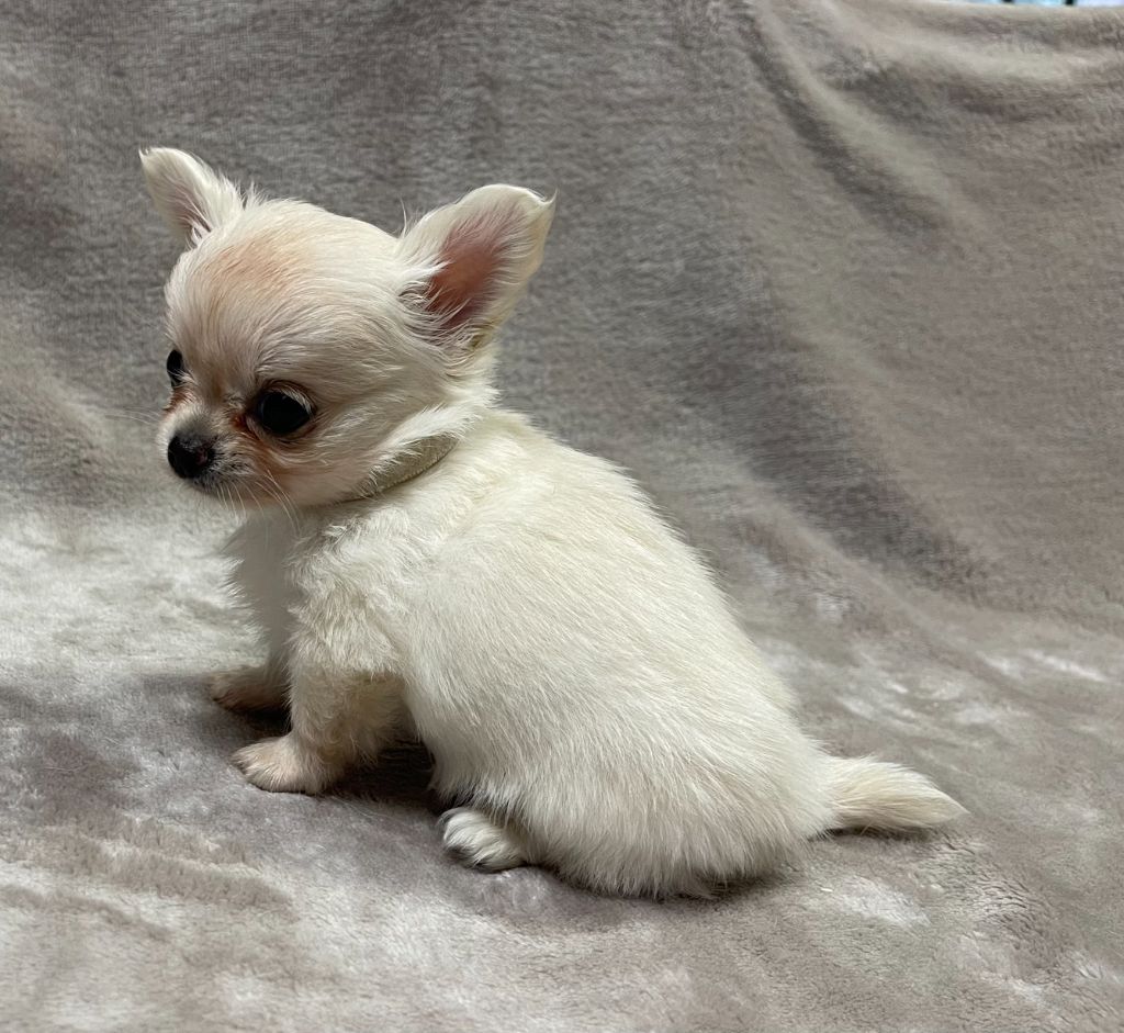 Des Etoiles De Nice - Chiots disponibles - Chihuahua