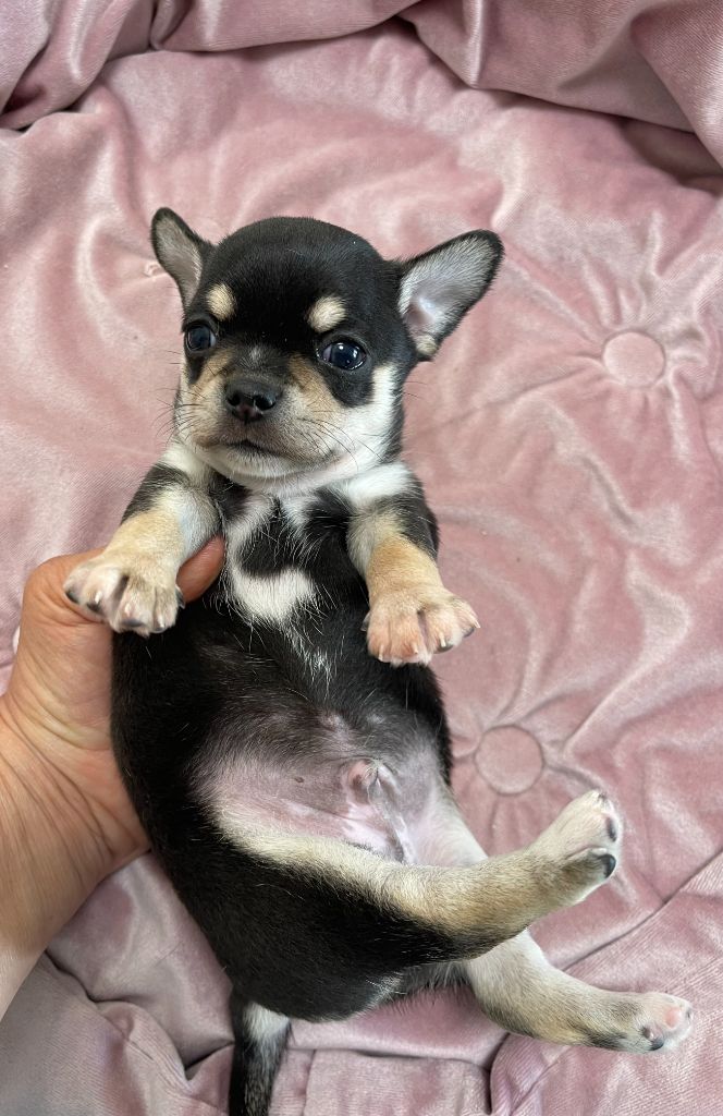 Des Etoiles De Nice - Chiots disponibles - Chihuahua