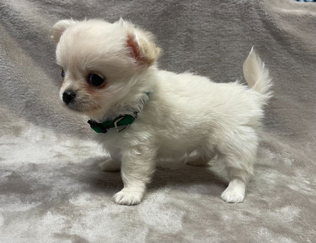 Des Etoiles De Nice - Chiots disponibles - Chihuahua