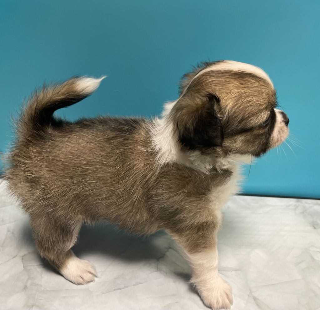 Des Etoiles De Nice - Chiots disponibles - Chihuahua