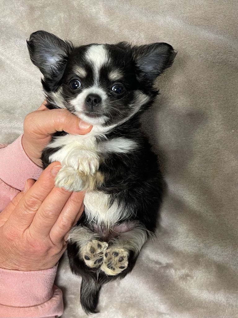 Des Etoiles De Nice - Chiots disponibles - Chihuahua