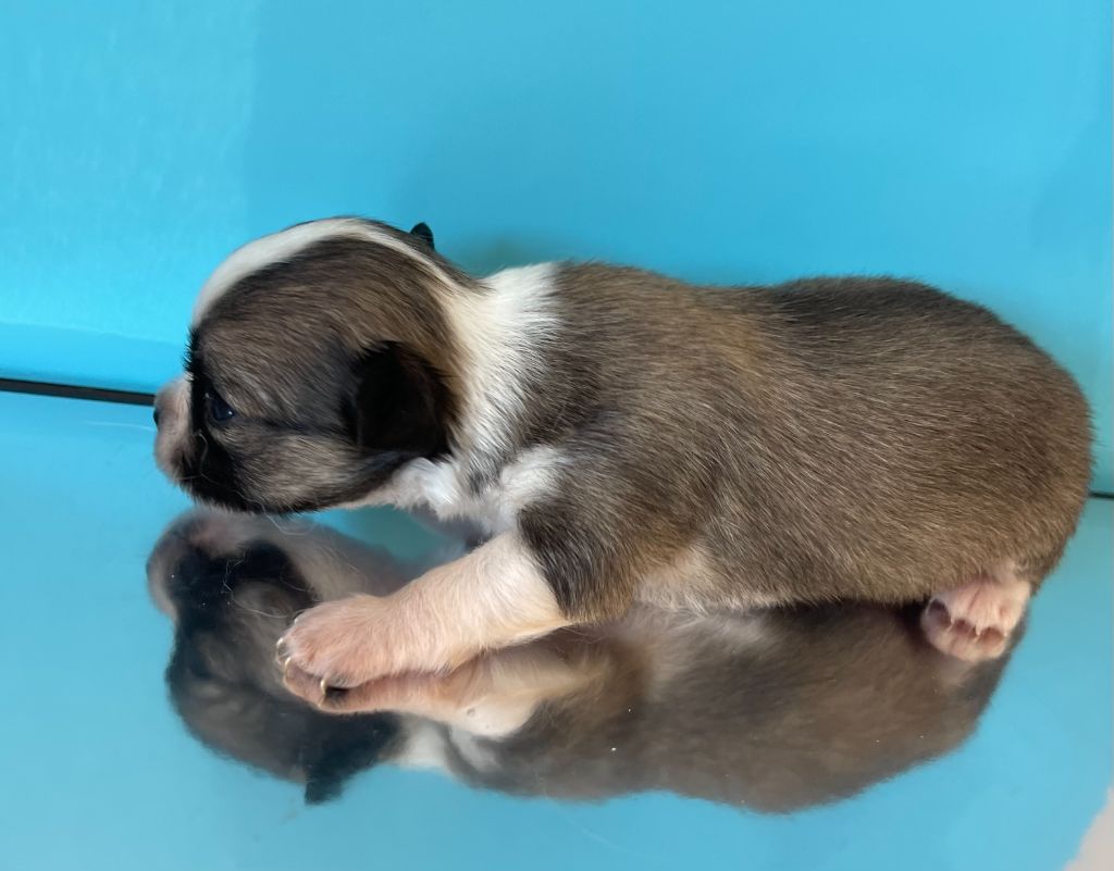 Des Etoiles De Nice - Chiots disponibles - Chihuahua