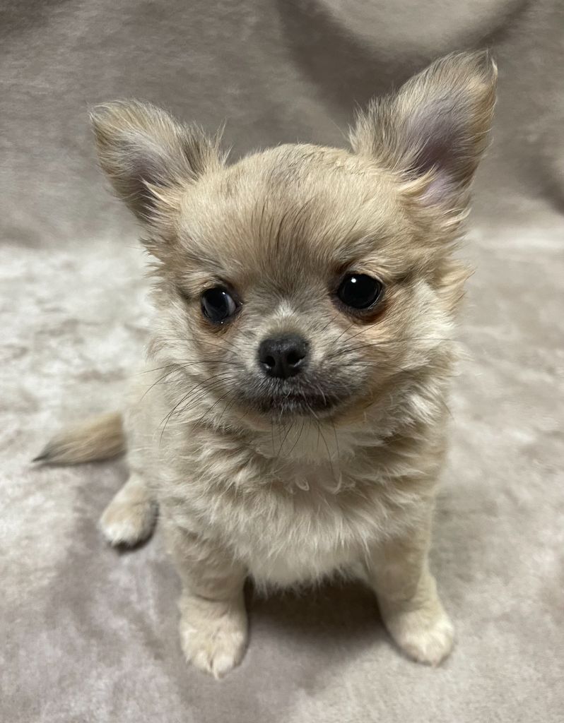 Des Etoiles De Nice - Chiots disponibles - Chihuahua