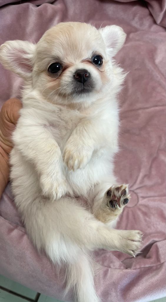 Des Etoiles De Nice - Chiots disponibles - Chihuahua