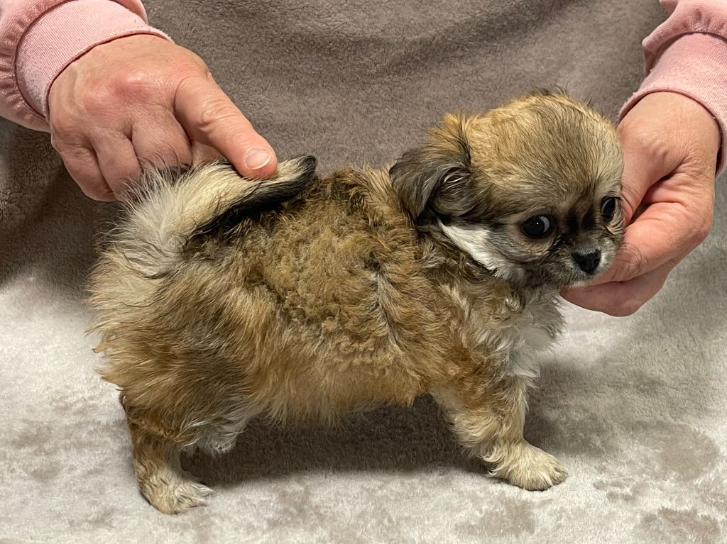 Des Etoiles De Nice - Chiots disponibles - Chihuahua