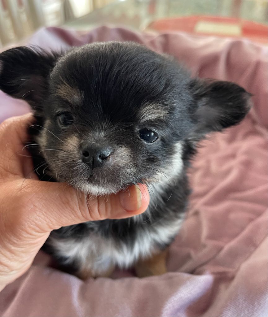Des Etoiles De Nice - Chiots disponibles - Chihuahua