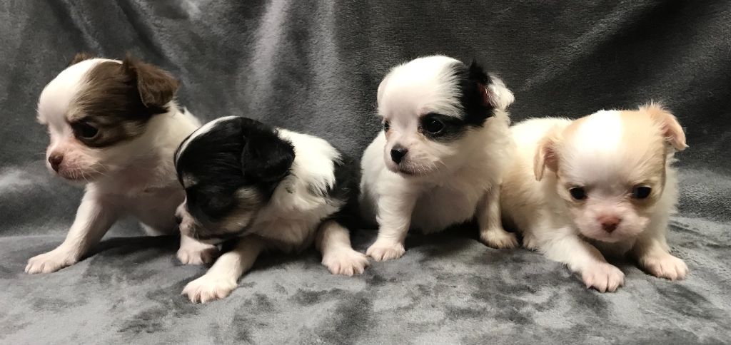 Chiot Chihuahua Des Etoiles De Nice