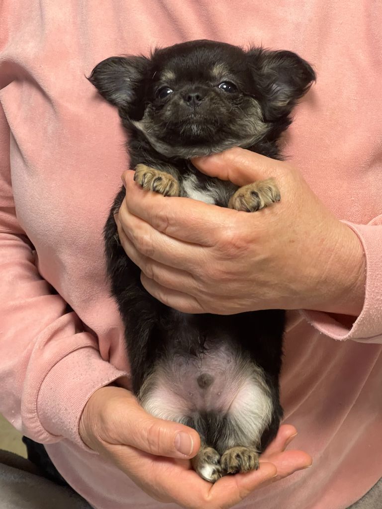 Des Etoiles De Nice - Chiots disponibles - Chihuahua