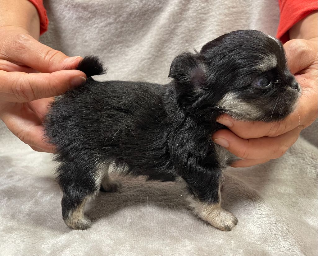 Des Etoiles De Nice - Chiots disponibles - Chihuahua