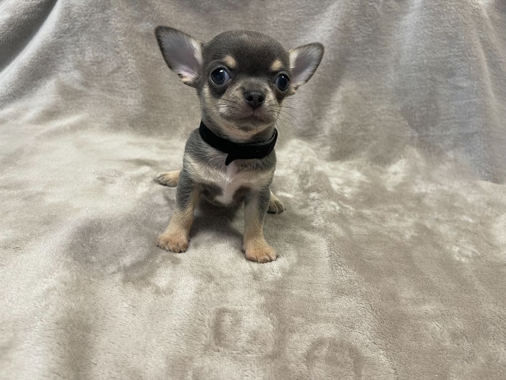 Des Etoiles De Nice - Chiots disponibles - Chihuahua