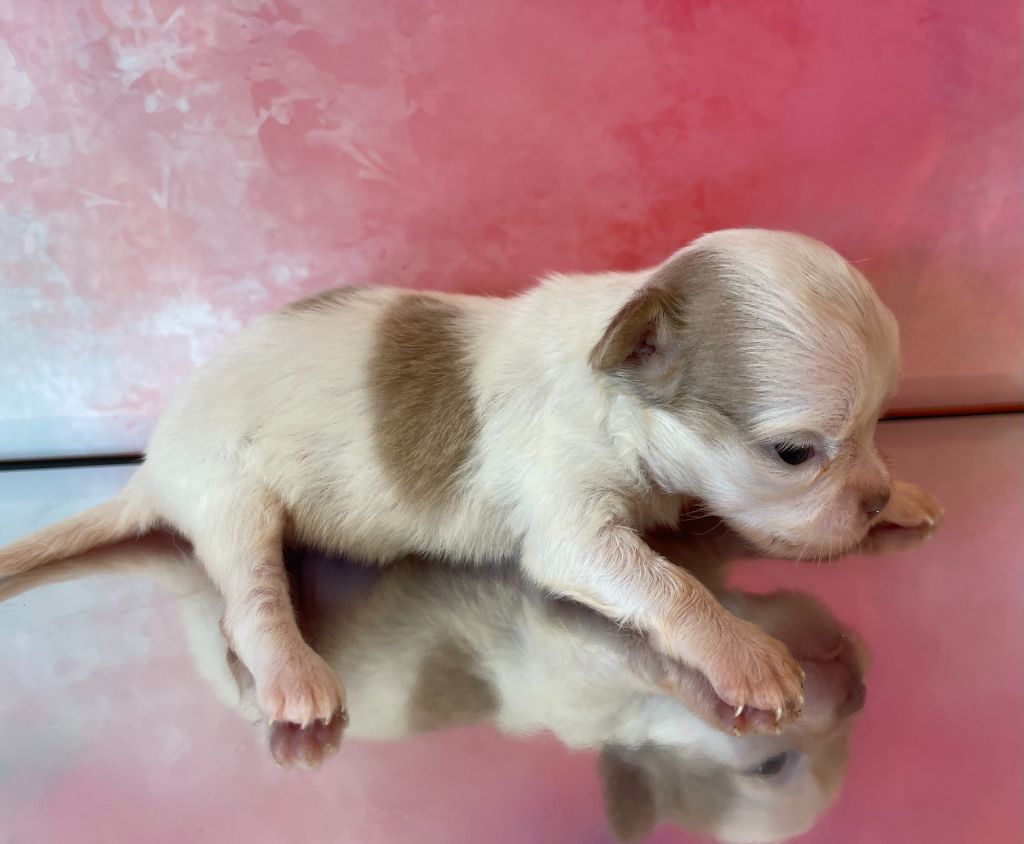 Des Etoiles De Nice - Chiots disponibles - Chihuahua