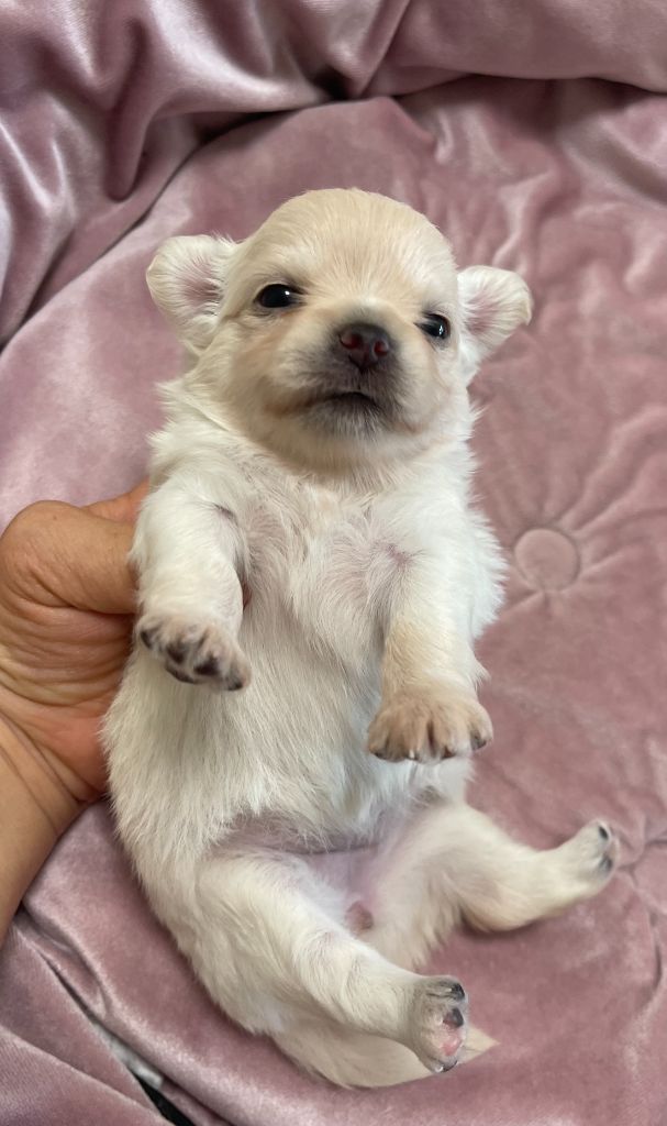Des Etoiles De Nice - Chiots disponibles - Chihuahua
