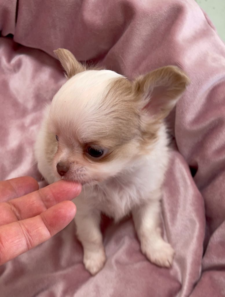 Des Etoiles De Nice - Chiots disponibles - Chihuahua