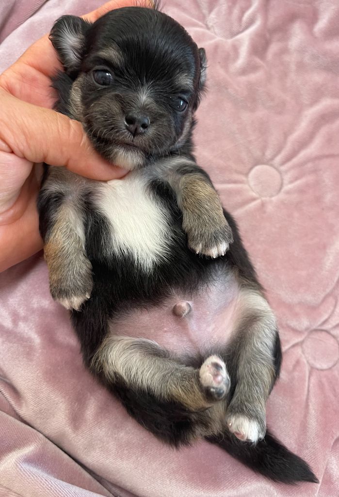 Des Etoiles De Nice - Chiots disponibles - Chihuahua