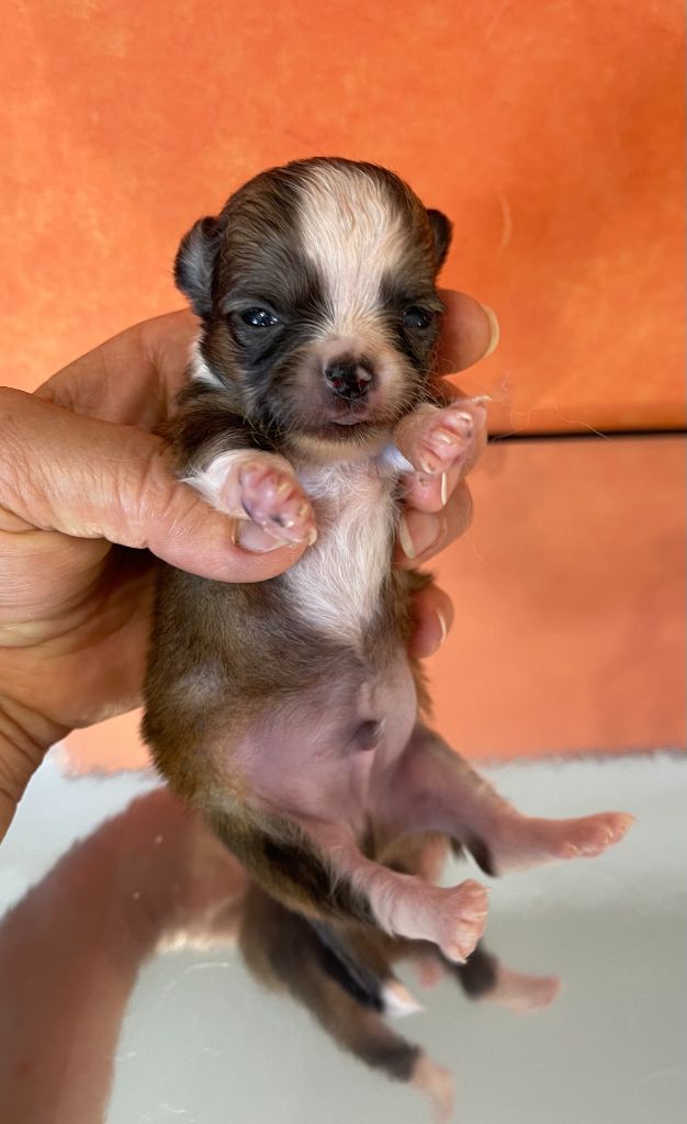 Des Etoiles De Nice - Chiots disponibles - Chihuahua