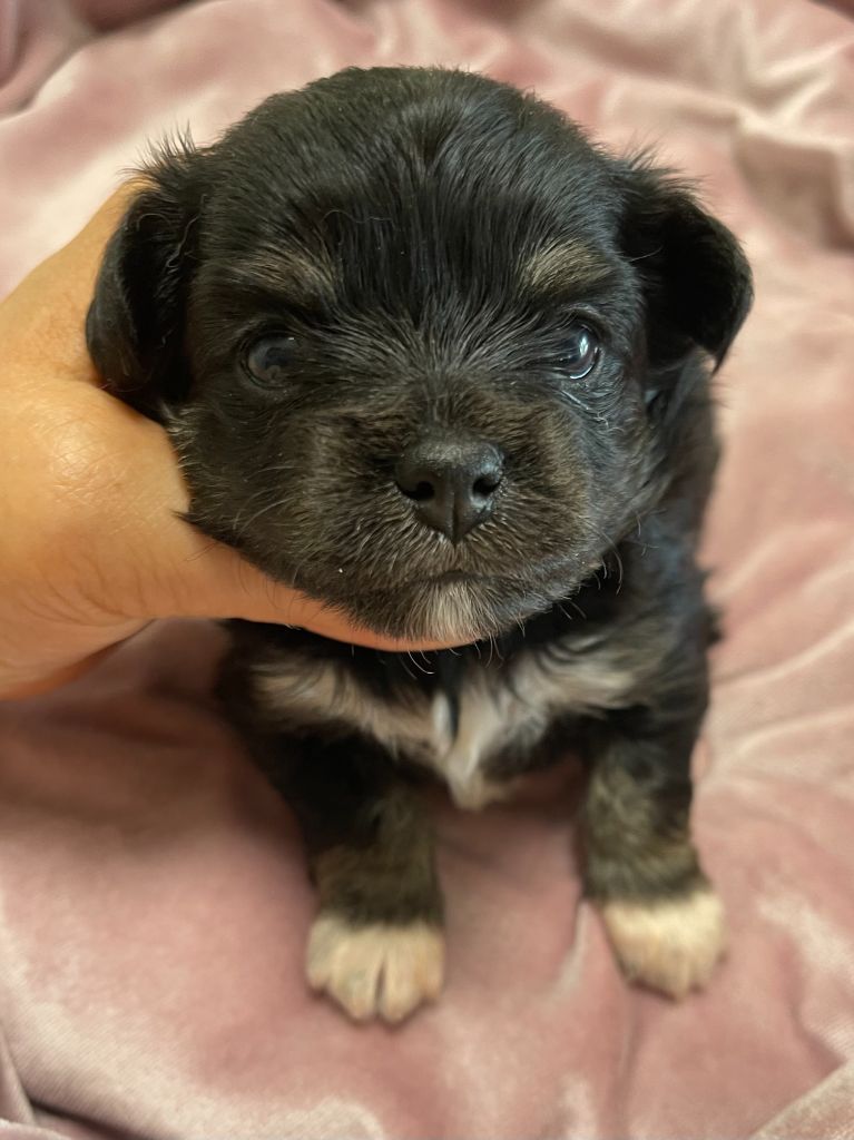 Des Etoiles De Nice - Chiots disponibles - Chihuahua